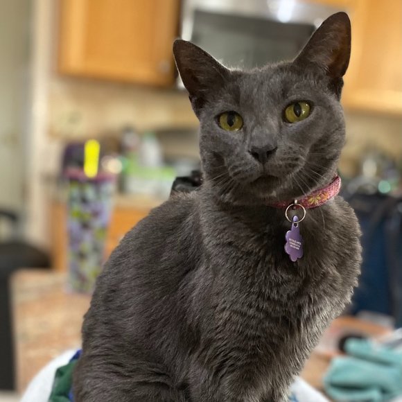 Meet your Posher, Lara - Picture 12 of 15